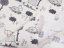 Detská bavlnená látka/plátno Sandra SA-013 Sivé somáriky na béžovom - šírka 145 cm - detail 3 - Biante.sk