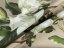 Teflonová látka na ubrusy TF-063 Květy gardénie na hnědobéžovém - šířka 155 cm - detail 2 - Biante.cz